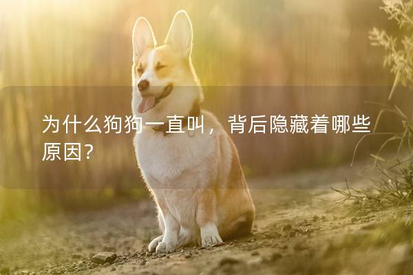 为什么狗狗一直叫，背后隐藏着哪些原因？