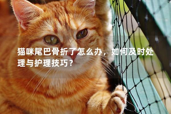 猫咪尾巴骨折了怎么办，如何及时处理与护理技巧？