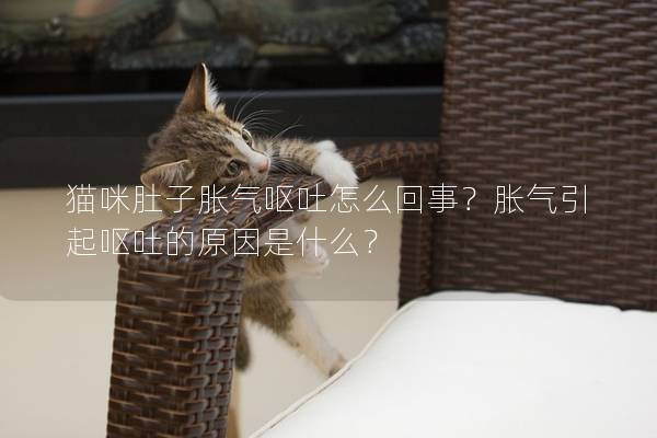 猫咪肚子胀气呕吐怎么回事？胀气引起呕吐的原因是什么？