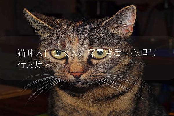 猫咪为什么咬人？探寻背后的心理与行为原因