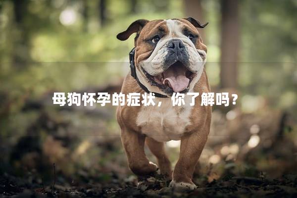 母狗怀孕的症状，你了解吗？