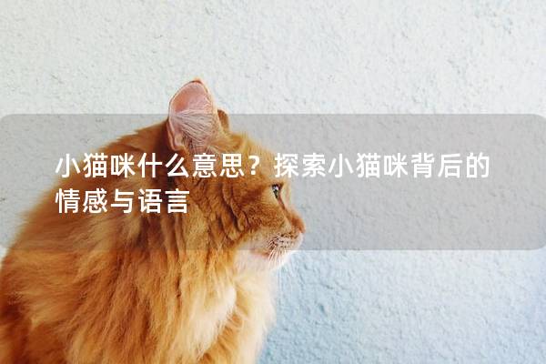 小猫咪什么意思？探索小猫咪背后的情感与语言