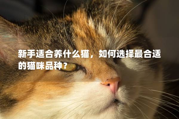 新手适合养什么猫，如何选择最合适的猫咪品种？