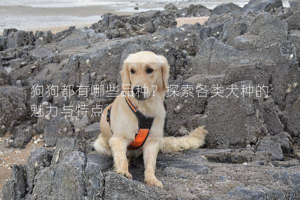 狗狗都有哪些品种？探索各类犬种的魅力与特点