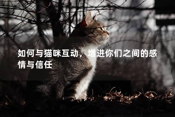 如何与猫咪互动，增进你们之间的感情与信任