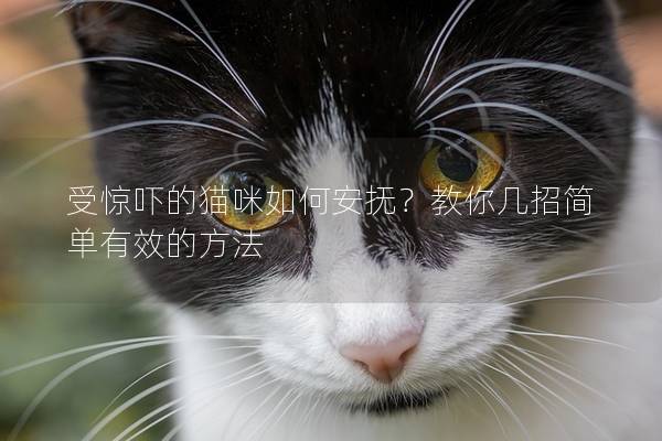 受惊吓的猫咪如何安抚？教你几招简单有效的方法