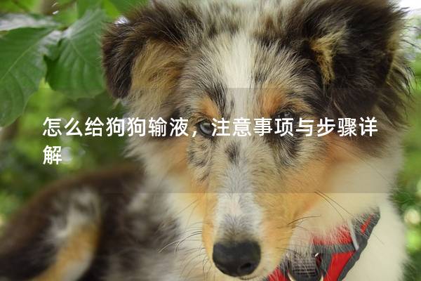 怎么给狗狗输液，注意事项与步骤详解