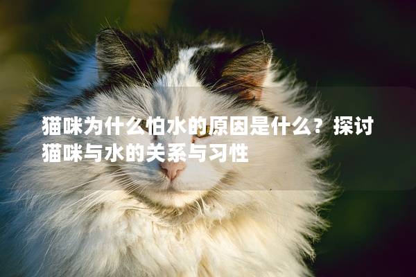 猫咪为什么怕水的原因是什么？探讨猫咪与水的关系与习性