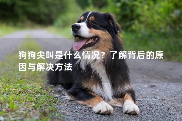 狗狗尖叫是什么情况？了解背后的原因与解决方法