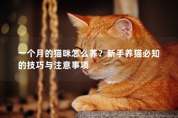 一个月的猫咪怎么养？新手养猫必知的技巧与注意事项