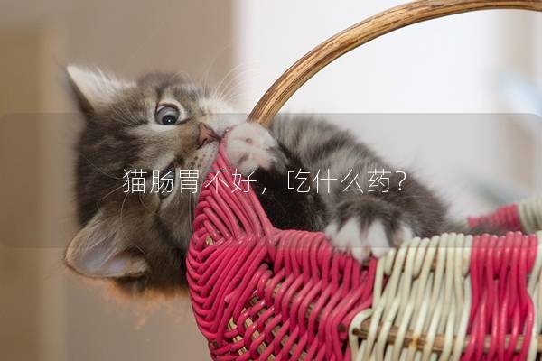 猫肠胃不好，吃什么药？