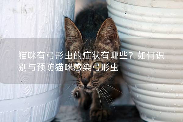 猫咪有弓形虫的症状有哪些？如何识别与预防猫咪感染弓形虫