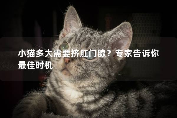 小猫多大需要挤肛门腺？专家告诉你最佳时机