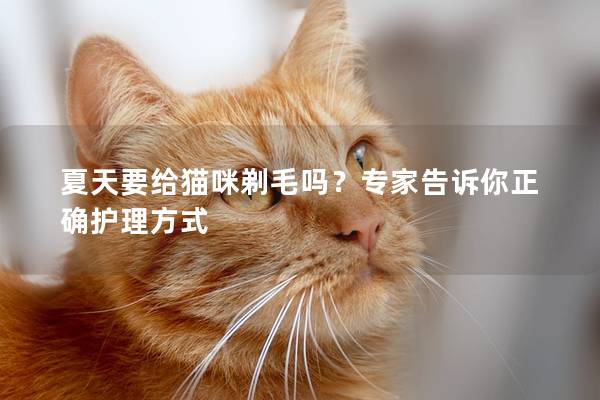 夏天要给猫咪剃毛吗？专家告诉你正确护理方式