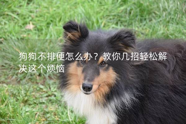 狗狗不排便怎么办？教你几招轻松解决这个烦恼