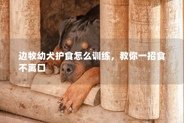 边牧幼犬护食怎么训练，教你一招食不离口