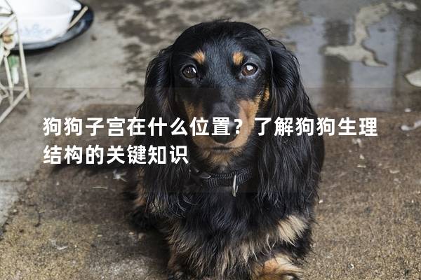 狗狗子宫在什么位置？了解狗狗生理结构的关键知识