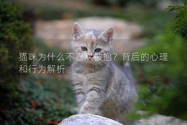 猫咪为什么不喜欢被抱？背后的心理和行为解析