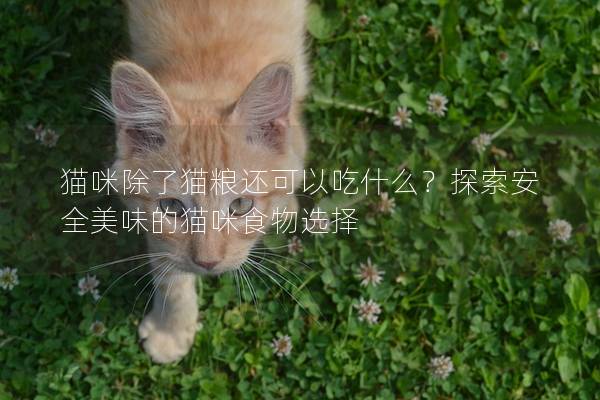 猫咪除了猫粮还可以吃什么？探索安全美味的猫咪食物选择