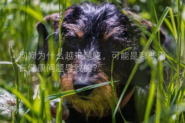 狗狗为什么越来越瘦，可能是哪些潜在健康问题导致的？