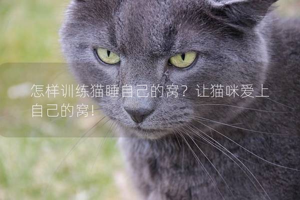 怎样训练猫睡自己的窝？让猫咪爱上自己的窝!