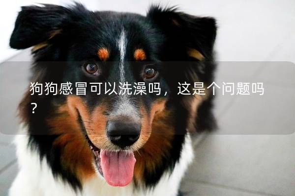 狗狗感冒可以洗澡吗，这是个问题吗？