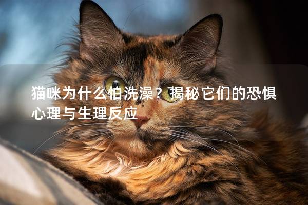 猫咪为什么怕洗澡？揭秘它们的恐惧心理与生理反应