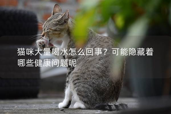 猫咪大量喝水怎么回事？可能隐藏着哪些健康问题呢