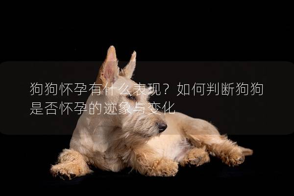 狗狗怀孕有什么表现？如何判断狗狗是否怀孕的迹象与变化