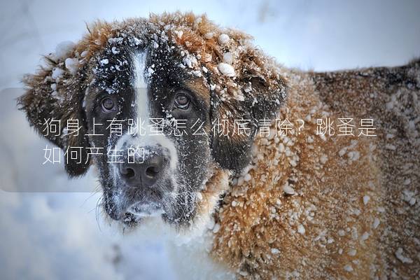 狗身上有跳蚤怎么彻底清除？跳蚤是如何产生的