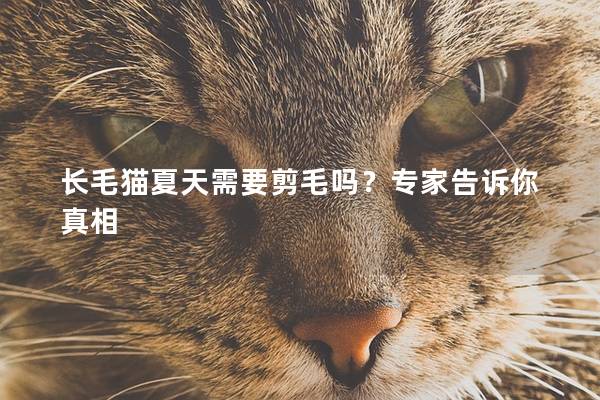 长毛猫夏天需要剪毛吗？专家告诉你真相