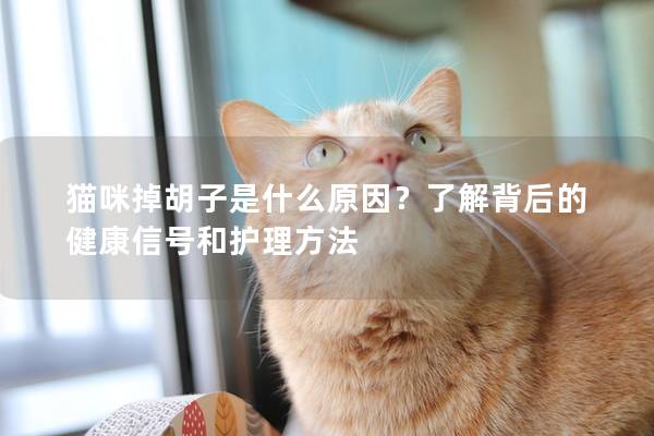 猫咪掉胡子是什么原因？了解背后的健康信号和护理方法