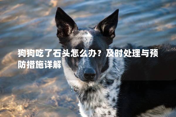 狗狗吃了石头怎么办？及时处理与预防措施详解