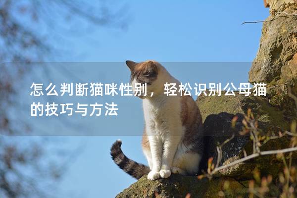 怎么判断猫咪性别，轻松识别公母猫的技巧与方法