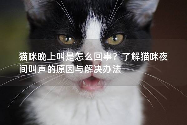 猫咪晚上叫是怎么回事？了解猫咪夜间叫声的原因与解决办法