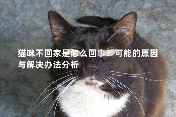 猫咪不回家是怎么回事？可能的原因与解决办法分析