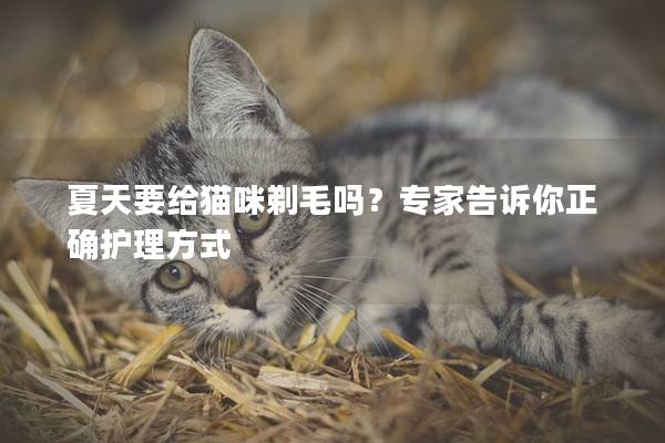 夏天要给猫咪剃毛吗？专家告诉你正确护理方式