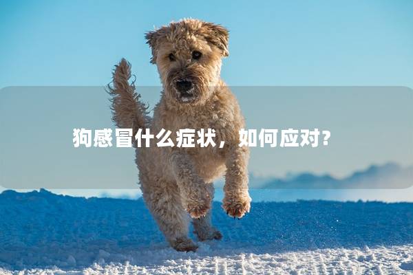 狗感冒什么症状，如何应对？