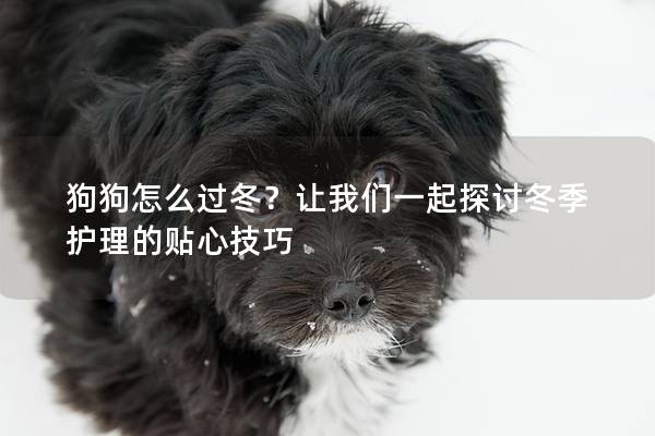 狗狗怎么过冬？让我们一起探讨冬季护理的贴心技巧