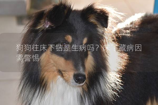 狗狗往床下钻是生病吗？床下藏病因需警惕