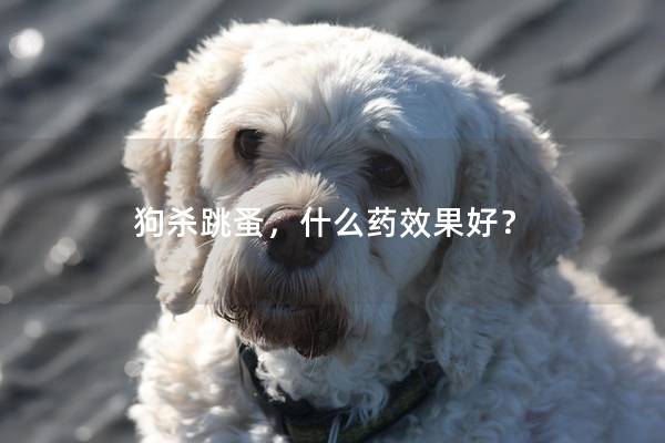 狗杀跳蚤，什么药效果好？