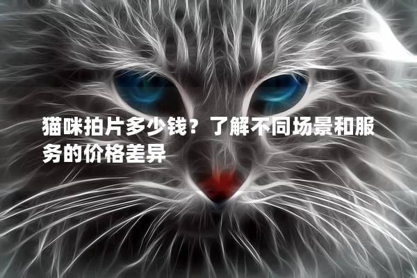 猫咪拍片多少钱？了解不同场景和服务的价格差异