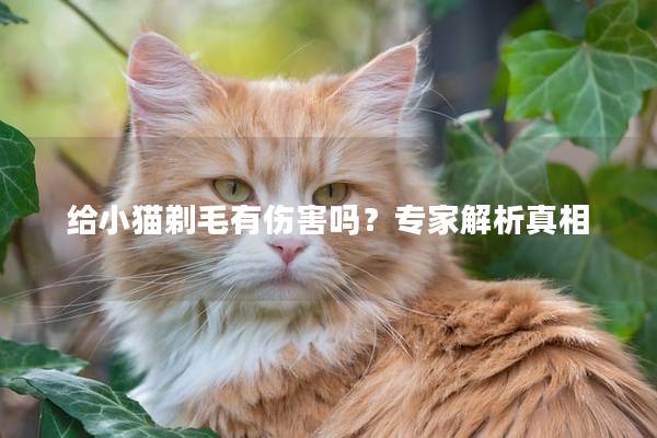 给小猫剃毛有伤害吗？专家解析真相