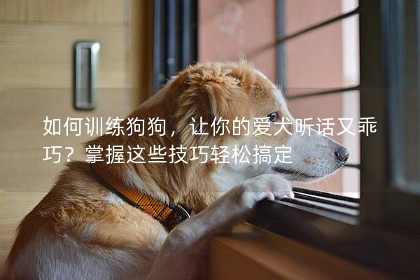 如何训练狗狗，让你的爱犬听话又乖巧？掌握这些技巧轻松搞定