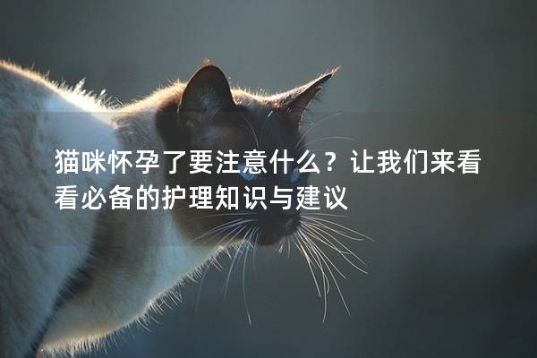 猫咪怀孕了要注意什么？让我们来看看必备的护理知识与建议