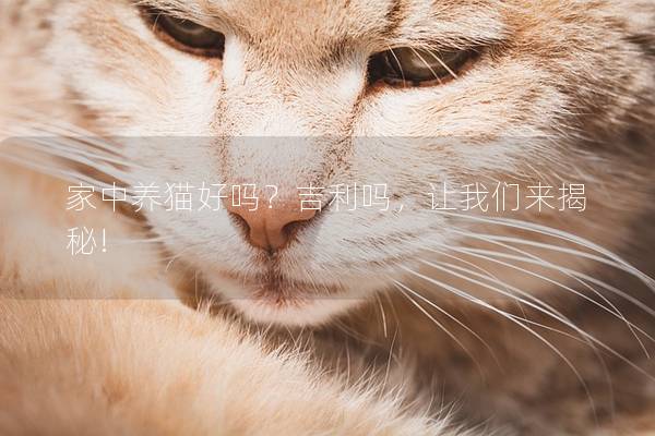 家中养猫好吗？吉利吗，让我们来揭秘!