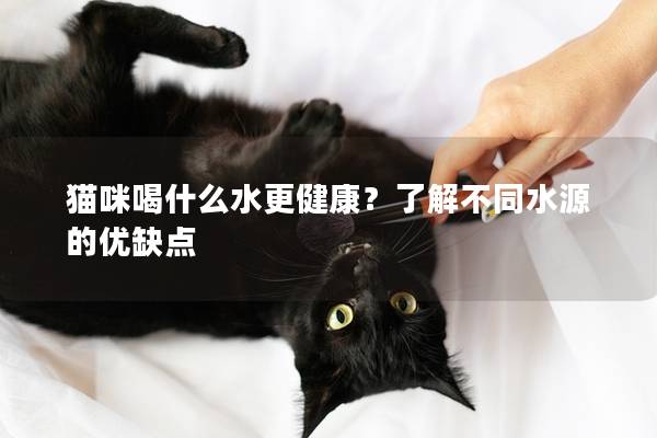 猫咪喝什么水更健康？了解不同水源的优缺点