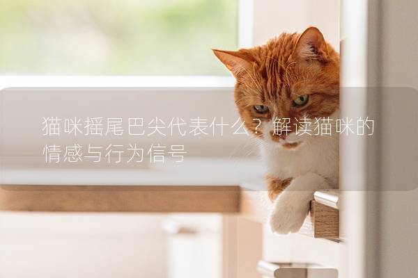 猫咪摇尾巴尖代表什么？解读猫咪的情感与行为信号