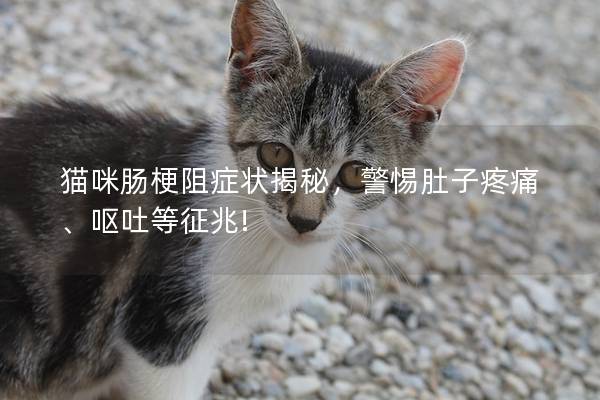 猫咪肠梗阻症状揭秘，警惕肚子疼痛、呕吐等征兆!