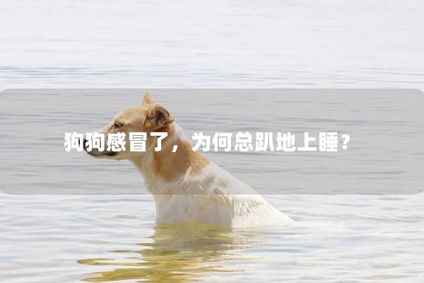 狗狗感冒了，为何总趴地上睡？